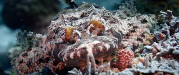 Tentakelflachkopf Oder Krokodilfisch Papilloculiceps Longiceps Perfekte Mimikry Auf Dem Korallenboden — Stockvideo