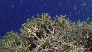 Sert mercanlar, yumuşak mercanlar ve pek çok tropikal balık ile sağlam bir mercan kayalığı atış, Wakatobi, Endonezya, yavaş hareket, kırmızı 21:9