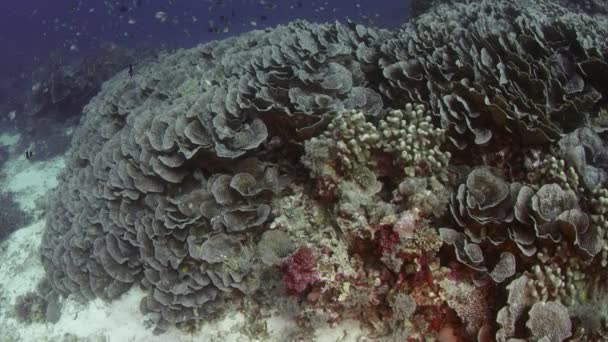 用坚硬的珊瑚 软珊瑚和许多热带鱼 Wakatobi 印度尼西亚 慢动作 红色21 拍摄了完整的珊瑚礁 — 图库视频影像
