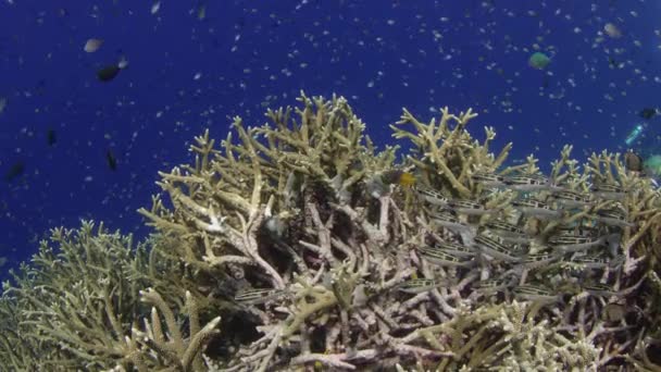 Tiro Sobre Recife Coral Intacto Com Corais Duros Corais Moles — Vídeo de Stock