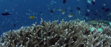 Sert mercanlar, yumuşak mercanlar ve pek çok tropikal balık ile sağlam bir mercan kayalığı atış, Wakatobi, Endonezya, yavaş hareket, kırmızı 21:9
