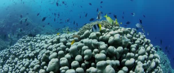 Disparo Sobre Arrecife Coral Intacto Con Corales Duros Corales Blandos — Vídeos de Stock