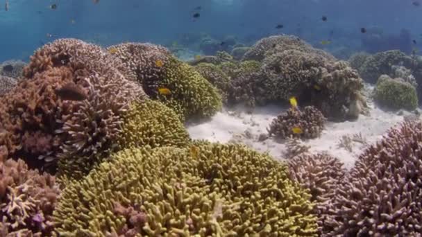 Abattu Sur Récif Corallien Intact Dans Les Eaux Peu Profondes — Video