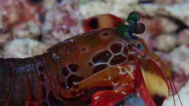 Mercan palyaço tavuskuşu mantis karides mağara, Wakatobi, Endonezya, ağır çekim