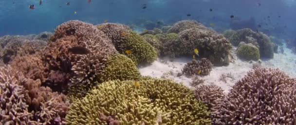 Skott Över Intakta Korallrev Det Grunda Vattnet Översvämmad Med Solljus — Stockvideo