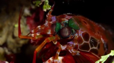 Mercan palyaço tavuskuşu mantis karides mağara, Wakatobi, Endonezya, ağır çekim