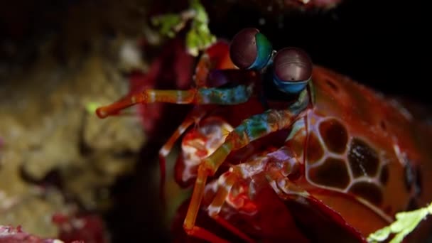 Arlecchino Pavone Mantide Gamberetti Nella Grotta Della Barriera Corallina Wakatobi — Video Stock