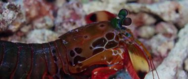 Mercan palyaço tavuskuşu mantis karides mağara, Wakatobi, Endonezya, ağır çekim