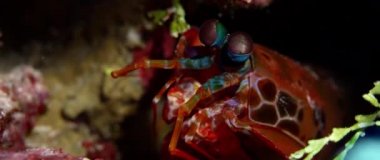 Mercan palyaço tavuskuşu mantis karides mağara, Wakatobi, Endonezya, ağır çekim