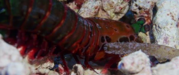 Crevettes Arlequin Paon Mantis Dans Grotte Récif Corallien Wakatobi Indonésie — Video