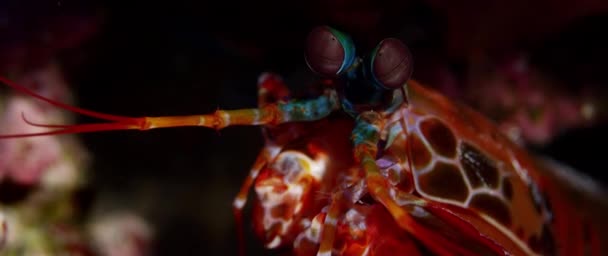Arlequim Pavão Mantis Camarão Caverna Recife Coral Wakatobi Indonésia Câmera — Vídeo de Stock