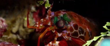 Mercan palyaço tavuskuşu mantis karides mağara, Wakatobi, Endonezya, ağır çekim