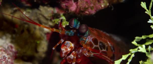 Arlequim Pavão Mantis Camarão Caverna Recife Coral Wakatobi Indonésia Câmera — Vídeo de Stock