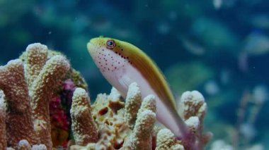 Çilli kaybolmuştu paracirrhites forsteri bir tropikal mercan kayalığı, Wakatobi, Endonezya üzerinde dinlenme.