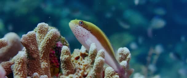 Paracirrhites Forsteri 的雀斑 Hawkfish 在热带珊瑚礁上休息 Wakatobi 印度尼西亚 — 图库视频影像