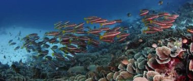 Okul twospot balığı (Lutjanus biguttatus), bir Corl Reef, ağır çekim, Wakatobi, Endonezya Yüzme