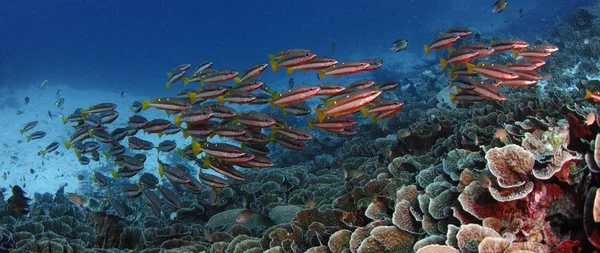 Okul twospot balığı (Lutjanus biguttatus), bir Corl Reef, ağır çekim, Wakatobi, Endonezya Yüzme