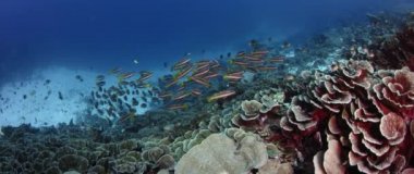 Okul twospot balığı (Lutjanus biguttatus), bir Corl Reef, ağır çekim, Wakatobi, Endonezya Yüzme