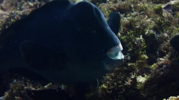 Retrato Enorme Peixe Papagaio Cabeça Abóbora Green Humphead Parrotfish Close — Vídeo de Stock