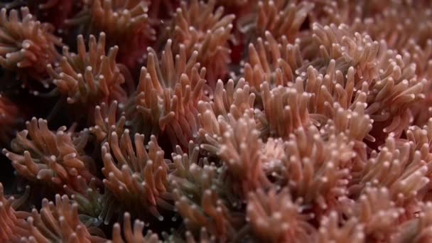 Detalhe Dos Pólipos Coral Galaxea Crescendo Recife Saudável Raja Ampat — Vídeo de Stock