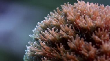 Mercan polip (Galaxea sp.) Raja Ampat, Endonezya sağlıklı bir resif üzerinde büyüyen detay