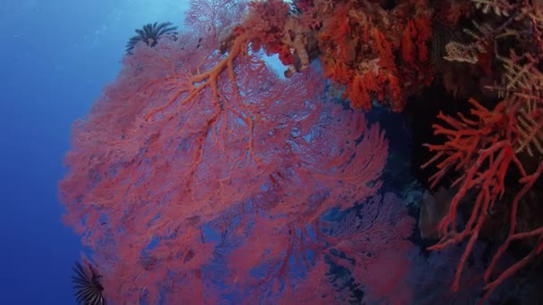 Tracking Shot Scarlet Coral Reef Gorgonians Wakatobi Indonesia Slow Motion — стоковое видео