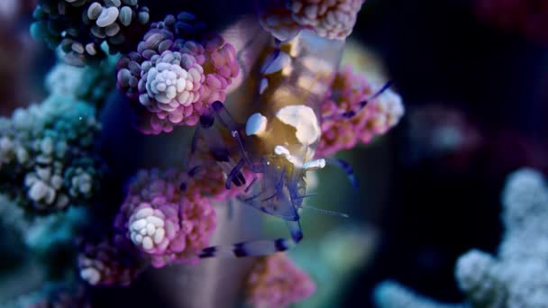 短手共生虾 Periclimenes Brevicarpalis 生活在地毯海葵 Neopetrolisthes 科莫多岛 印度尼西亚 印度太平洋 慢动作 — 图库视频影像