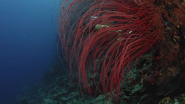 uzun kırmızı kırbaç mercan bush (Ellisella ceratophyta) ve diğer mercan sualtı arka planda, Wakatobi, Endonezya, kırmızı mavi su ile 