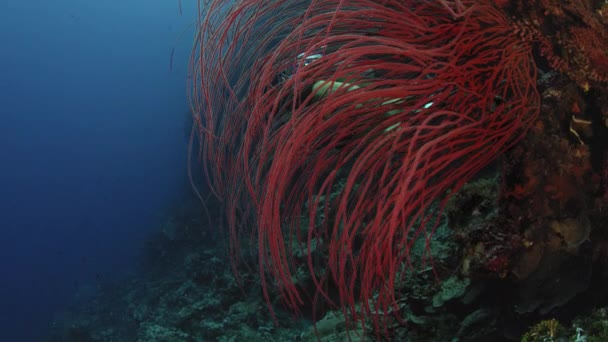 长红鞭珊瑚灌木 Ellisella Ceratophyta 和其他珊瑚水下与蓝色的水在背景 若卡托比 印度尼西亚 — 图库视频影像