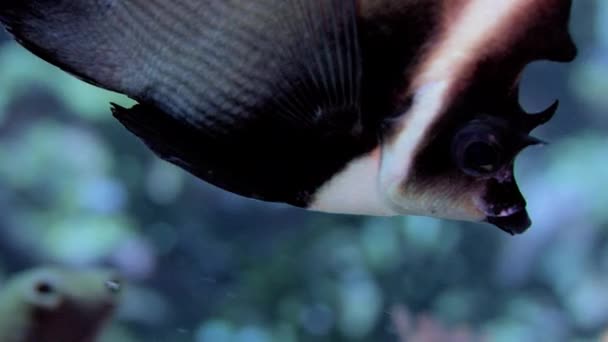 Primo Piano Bannerfish Cornuto Heniochus Varius Wakatobi Indonesia — Video Stock