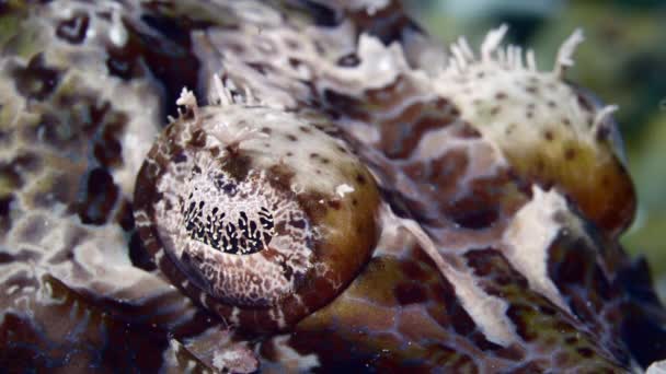 触角のあるフラット ヘッドやワニ魚 Papilloculiceps Longiceps Wakatobi インドネシア スローモーション サンゴの下に完璧な擬態の目を閉じる — ストック動画