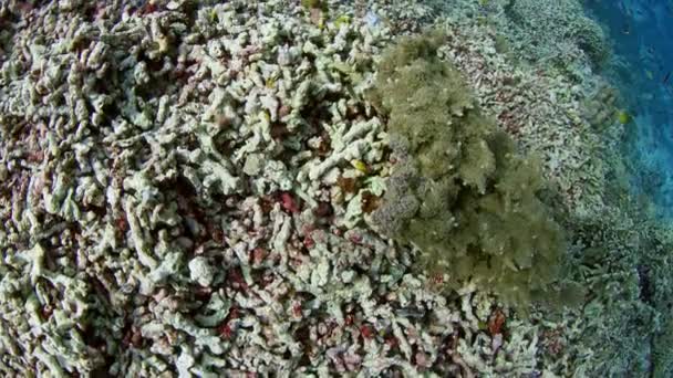 Kamerafahrt Über Ein Durch Korallenbleiche Teilweise Zerstörtes Korallenriff Erderwärmung Klimawandel — Stockvideo