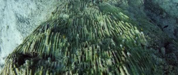 在部分被毁坏的珊瑚漂白引起的珊瑚礁跟踪射击 全球变暖 气候变化 印度尼西亚 — 图库视频影像