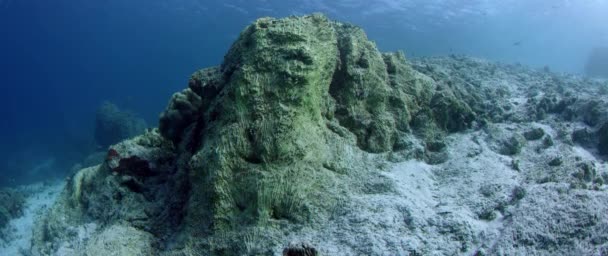 在部分被毁坏的珊瑚漂白引起的珊瑚礁跟踪射击 全球变暖 气候变化 印度尼西亚 — 图库视频影像