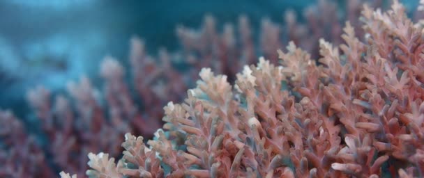 Intact Coral Reef Hard Corals Wakatobi Indonesia Slow Motion Close — Stock Video