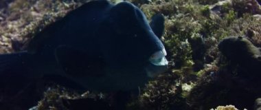Büyük bumphead papağan (yeşil humphead papağan), portresi yakın çekim gthe korkulu dişler, ağır çekim, Wakatobi, Endonezya