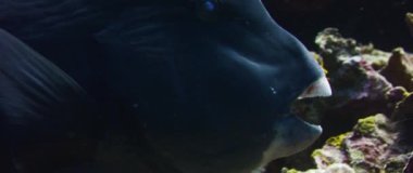 Büyük bumphead papağan (yeşil humphead papağan), portresi yakın çekim gthe korkulu dişler, ağır çekim, Wakatobi, Endonezya