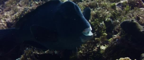一个巨大的 Bumphead 鹦嘴鱼 绿色隆鹦嘴鱼 的肖像 关闭从伤痕可怕的牙齿 慢动作 Wakatobi 印度尼西亚 — 图库视频影像