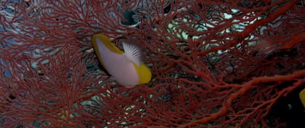 一种黄色的长鼻蝴蝶鱼或蝴蝶鱼 领养鱼 游过珊瑚礁 从印度尼西亚和高标的大猩猩身上采摘息肉 — 图库视频影像