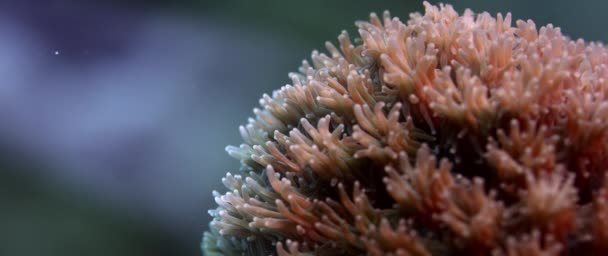 Detalle Pólipos Coral Galaxea Creciendo Arrecife Saludable Raja Ampat Indonesia — Vídeo de stock