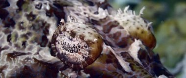Dokunaçlı flathead veya timsah balığı (Papilloculiceps longiceps) - mercan altta Wakatobi, Endonezya, ağır çekim, mükemmel taklit Kapat gözlerini
