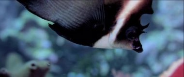 Closeup bir boynuzlu bannerfish, Heniochus varius, Wakatobi, Endonezya