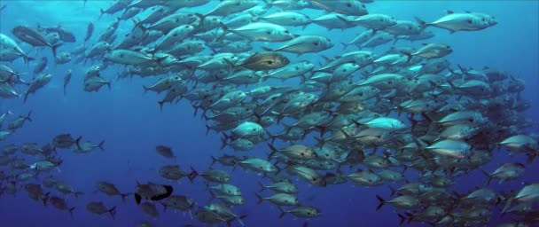 Una Enorme Escuela Jackss Caranx Latus Gato Ojo Caballo Mar — Vídeos de Stock