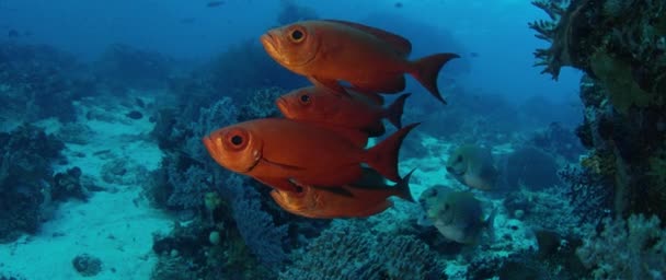 Шкільне Півмісяця Хвіст Bigeye Priacanthus Hamrur Раджа Ampat Індонезія Повільний — стокове відео