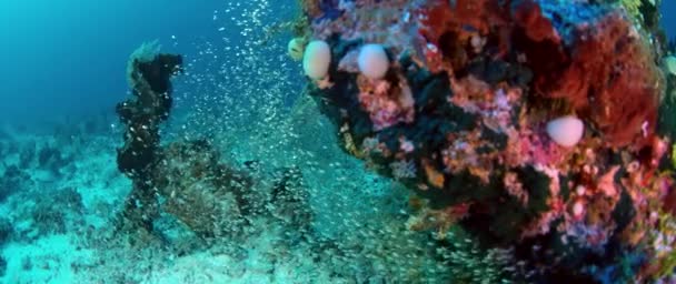 Trevally Gigante Caranx Ignobilis Também Conhecido Como Peixe Rei Gigante — Vídeo de Stock