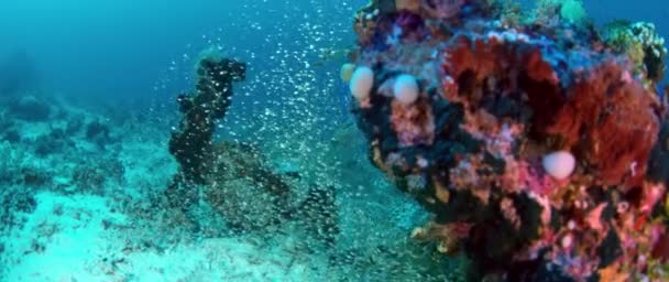 Óriás Trevally Caranx Ignobilis Más Néven Óriás Kingfish Vadászat Üveg — Stock videók