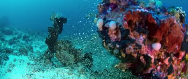 Dev Trevally Caranx Ignobilis Dev Yıldızı Olarak Bilinir Cam Balık — Stok video