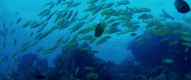 Egy Iskola Bluestripped Sügér Lutjanus Kasmira Úszni Egy Korallzátony Raja — Stock videók