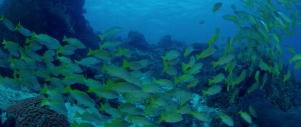 学校の Bluestripped フエダイ属 Kasmira サンゴ礁 Raja Ampat インドネシアで泳いでいます — ストック動画