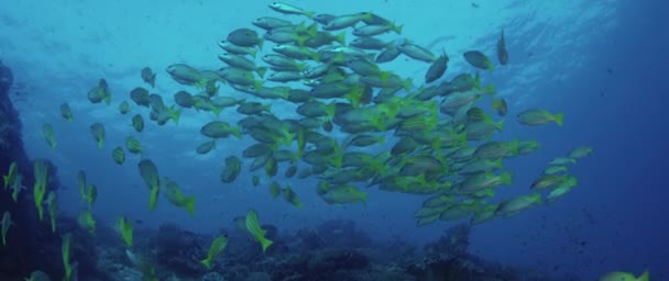 学校の Bluestripped フエダイ属 Kasmira サンゴ礁 Raja Ampat インドネシアで泳いでいます — ストック動画